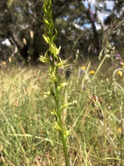 Prasophyllum maccannii