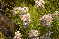 Serruria ascendens