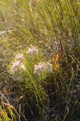 Serruria ascendens
