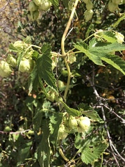 Humulus lupulus neomexicanus
