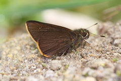 Caltoris aurociliata