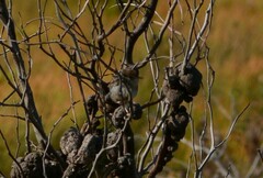 Cisticola subruficapilla