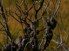 Cisticola subruficapilla