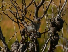 Cisticola subruficapilla