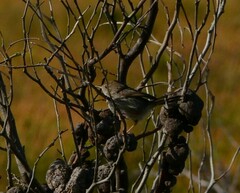 Cisticola subruficapilla