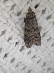 Heteromicta pachytera