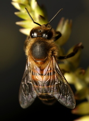 Apis mellifera scutellata