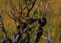 Cisticola subruficapilla