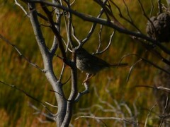 Cisticola subruficapilla