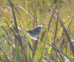 Cisticola subruficapilla