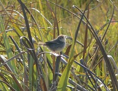 Cisticola subruficapilla