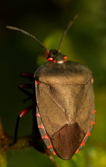 Caura rufiventris