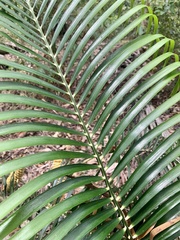 Macrozamia lucida