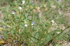 Nemesia floribunda