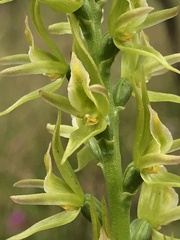 Prasophyllum maccannii