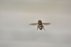 Tabanidae