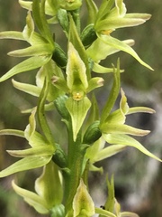 Prasophyllum maccannii