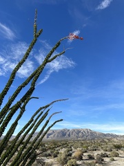 Fouquieria splendens splendens