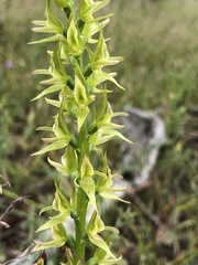 Prasophyllum maccannii