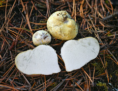 Rhizopogon