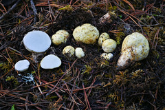 Rhizopogon