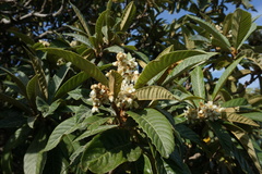 Eriobotrya japonica