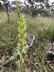 Prasophyllum maccannii