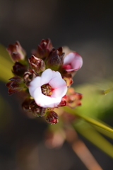 Adenandra