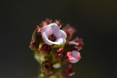 Adenandra