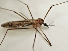 Dicranomyia