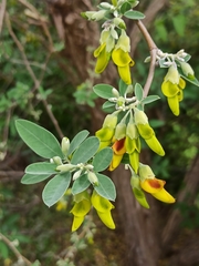 Anagyris latifolia image