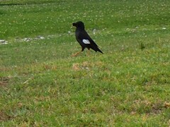 Acridotheres cristatellus