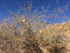 Prosopis ferox