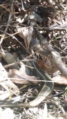 Oligosoma kokowai
