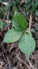 Chloranthus oldhamii