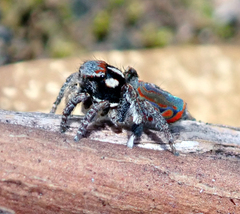 Maratus elephans