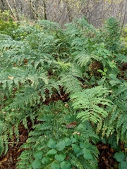Dryopteris dilatata