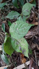 Chloranthus oldhamii