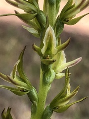 Prasophyllum maccannii