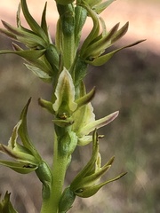 Prasophyllum maccannii