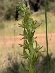 Prasophyllum maccannii