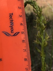 Prasophyllum maccannii