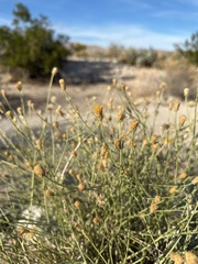 Bebbia juncea aspera