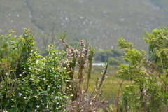 Erica perspicua