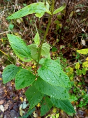 Scrophularia nodosa