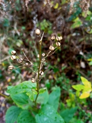 Scrophularia nodosa