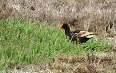 Gallinula chloropus meridionalis