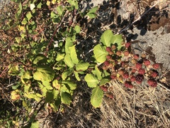 Rubus bifrons