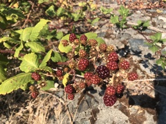 Rubus bifrons