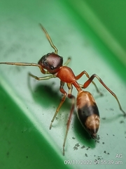 Myrmarachne melanocephala